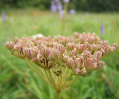 Selinum_carifolia.JPG