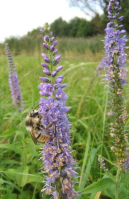 Pseudolysimachion_longifolium_7-9-10.JPG