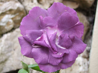 DSCF5865-k.jpg