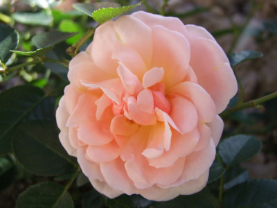 DSCF5864-k.jpg