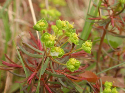 Euphorbia_cyparrissias_Fens_Ruby.jpg