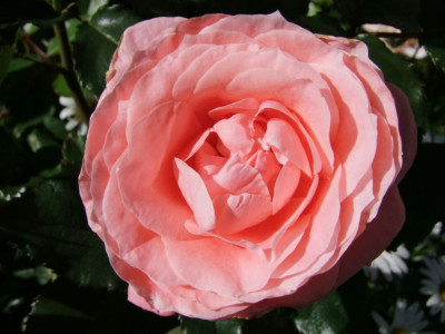 DSCF5857-k.jpg
