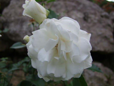 DSCF5825-k.jpg