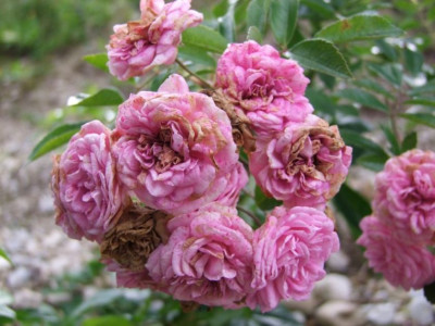 DSCF5847-k.jpg