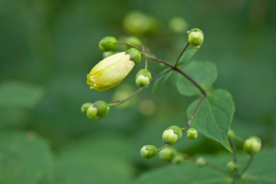 Kirengeshoma-p-Sep0910.jpg