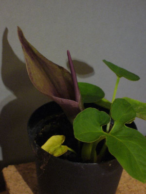 Typhonium_3_800x800_80KB.jpg