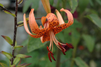 027lancifolium.jpg