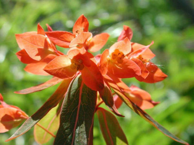 Euphorbia_griffithii_Firehill_Blute.jpg