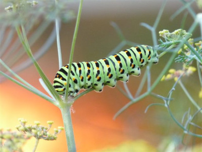 09.08.2010.30.JPG