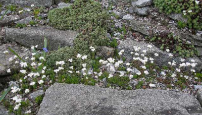 Androsace_carnea_ssp.brigantica.JPG