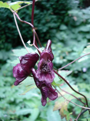 Groenanderung_Drehen_von_Bebel_Septmember_2010_084.jpg