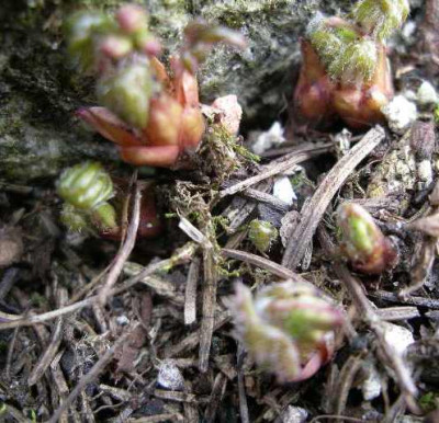 Primula_takedana_2005-04-15.JPG