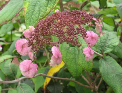 Hydrangea_aspera_x__villosa_Mauvette_6_800x600.jpg