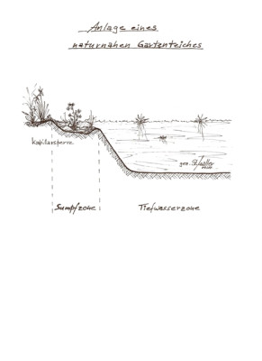 Teichquerschnitt_0410.JPG
