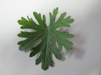 Callirhoe_Blatt_ue.jpg