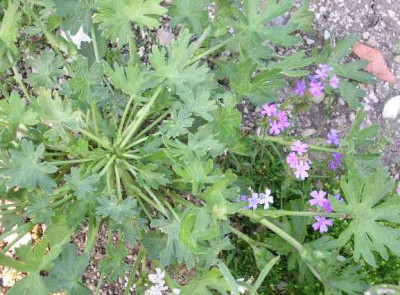 Callirhoe_u._Leberbalsam.jpg