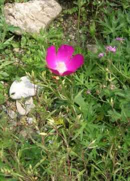 Callirhoe.jpg