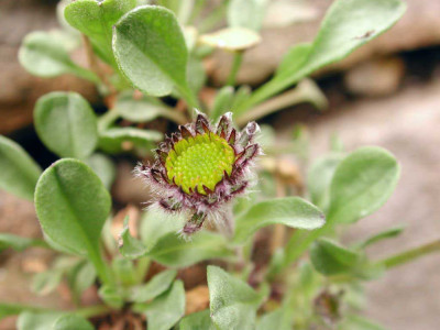 Erigeron_aureus.jpg
