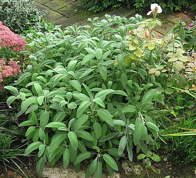 Salvia_officinalis_70482.jpg