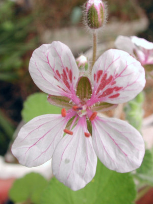 Erodium_pelargoniflorum.jpg