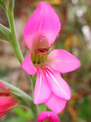 Gladiolus_illyricus.jpg