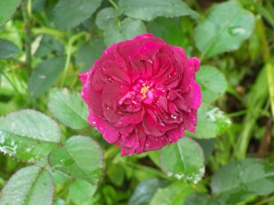 Sept_2010_Darcey_Bussell.jpg