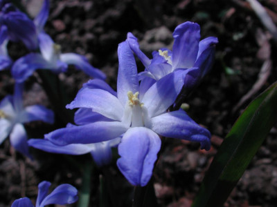 Chionodoxa_forbesii_Gruppe.jpg