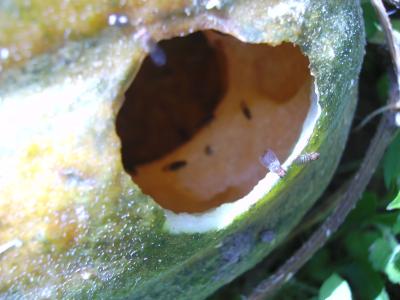 Melonenbewohner1.jpg