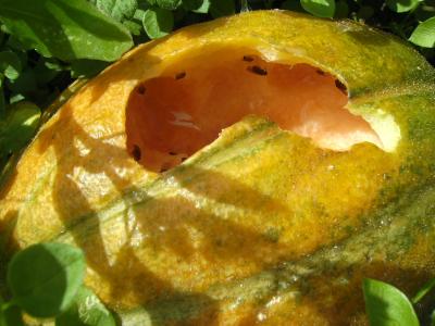 Melonenbewohner2.jpg