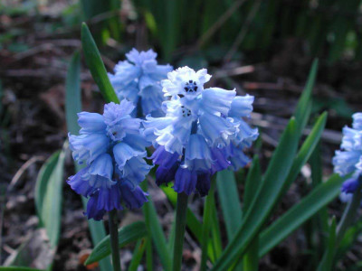 Muscari_azureum_Gruppe.jpg