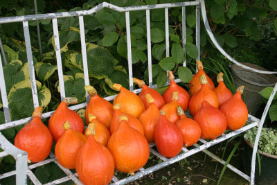 Kurbisernte0210.jpg