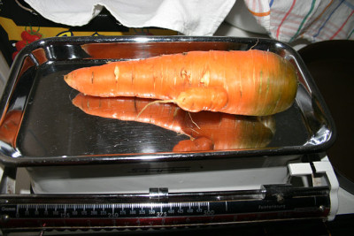 Gelbe_Ruben_10091002.jpg