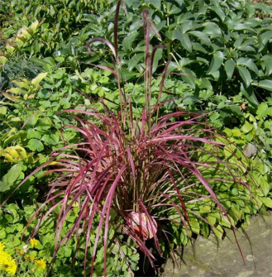 pennisetum-fireworks-110910.jpg