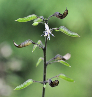 Image1_Bees_c_S.jpg