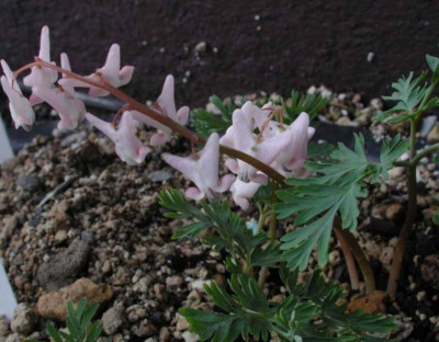 Dicentra_cucullaria.jpg