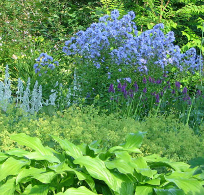Campanula_lactiflora_superba_kl2.jpg