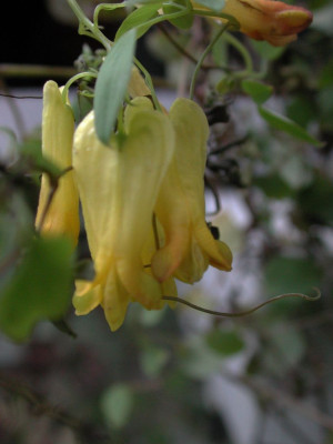 Dicentra_scandens.jpg