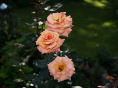 rosen_022.jpg