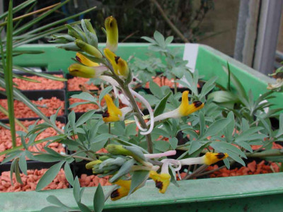 Corydalis_schanginii_ainae.jpg