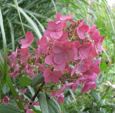 Hydrangea_paniculata_Early_Sensation_7_800x600.jpg