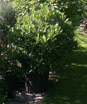 Lorber0110.jpg