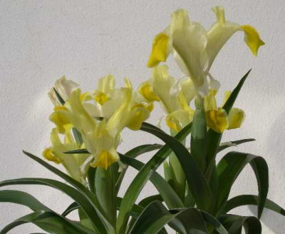 Iris_orchioides2005-04-15.JPG