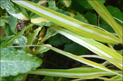 Hakonechloa_macra_Stripe_it_rich.jpg