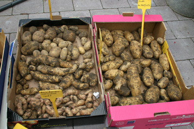 Kartoffeln1009102.jpg