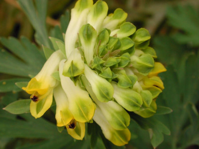 Corydalis_nobilis.jpg