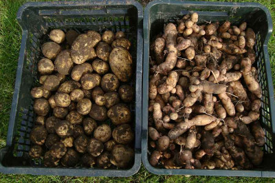 kartoffelernte_20100912.jpg