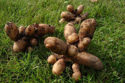 extraterrestial_potatoes_zg.jpg