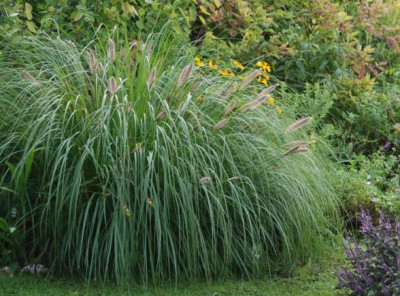 pennisetum_who.jpg