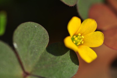 Oxalis-corniculata.JPG