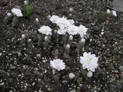 Sanguinara_canadensis_Multiplex.JPG